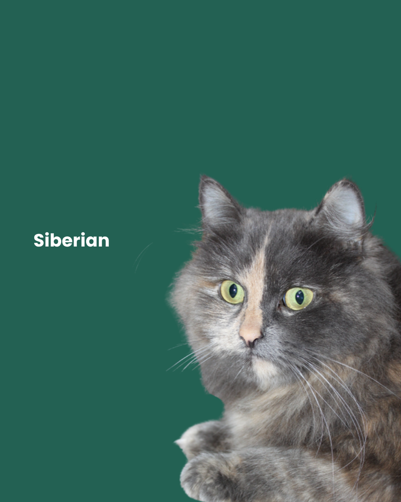 Siberian cat