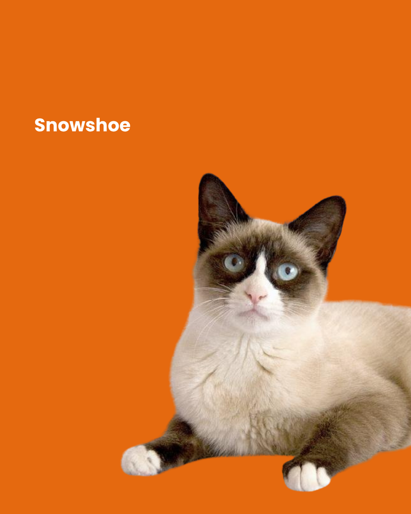 Snowshoe cat