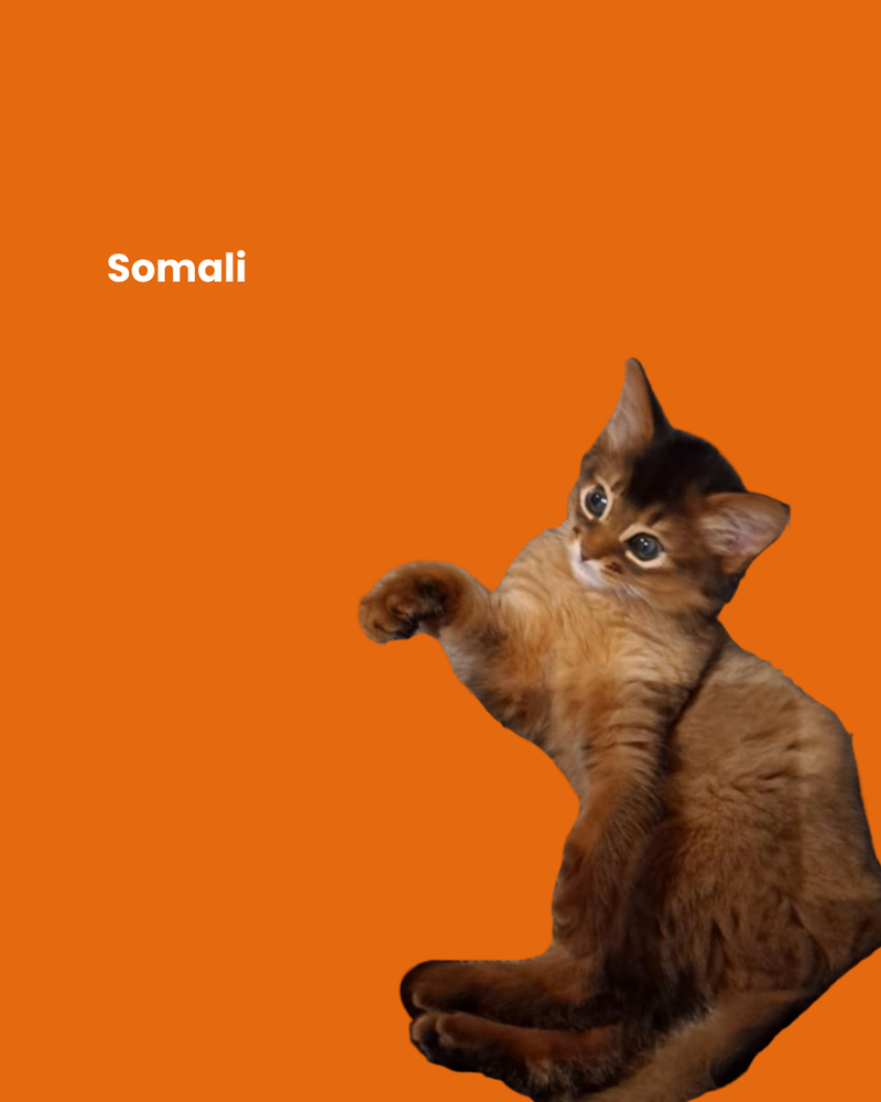 Somali