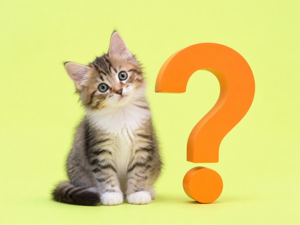 Kitten next to an orange question mark