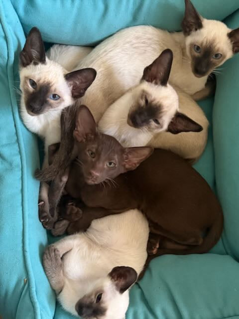 Siamese kitten